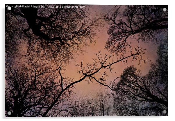 Winter Tree Canopy Acrylic by David Pringle