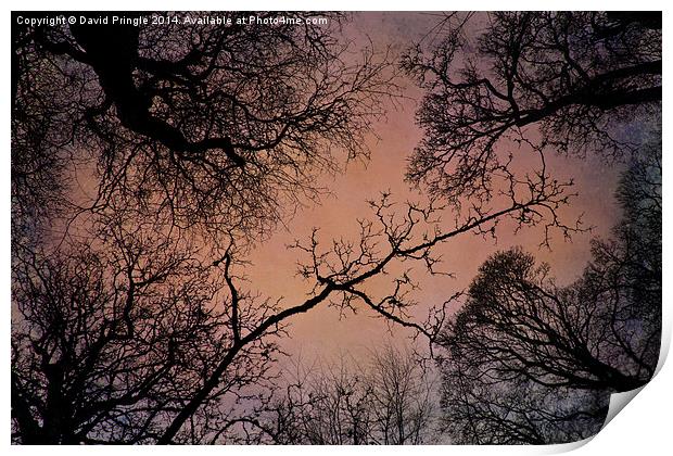 Winter Tree Canopy Print by David Pringle