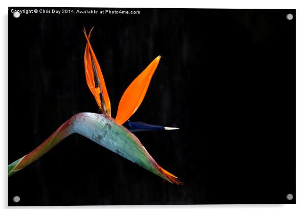 Strelitzia Reginae Acrylic by Chris Day