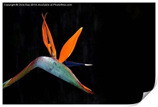 Strelitzia Reginae Print by Chris Day