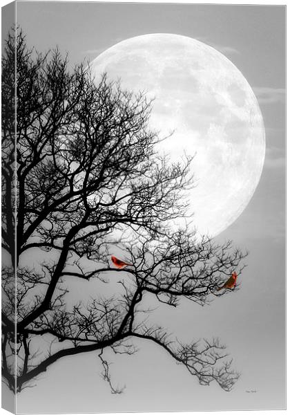 Cardinals in the Moonlight Canvas Print by Tom York