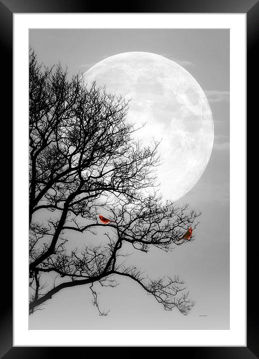 Cardinals in the Moonlight Framed Mounted Print by Tom York