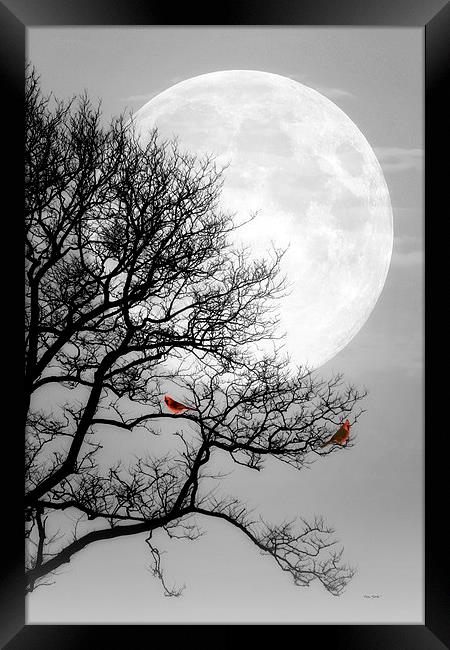 Cardinals in the Moonlight Framed Print by Tom York