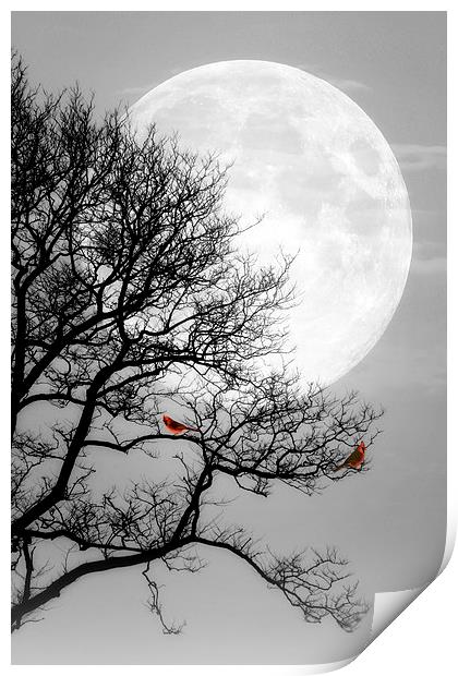 Cardinals in the Moonlight Print by Tom York