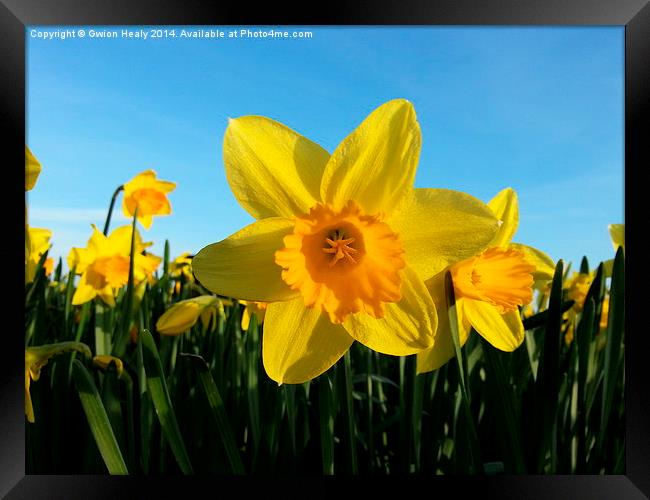 Daffodil Framed Print by Gwion Healy