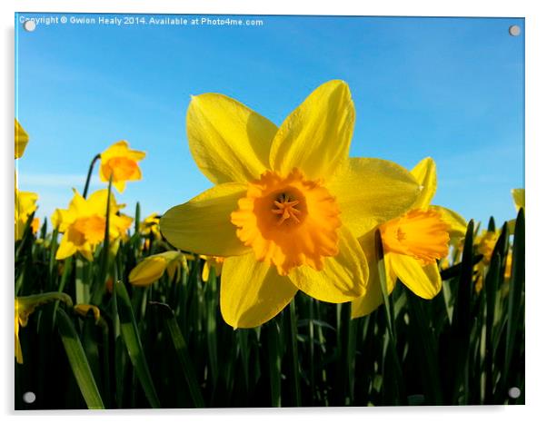 Daffodil Acrylic by Gwion Healy