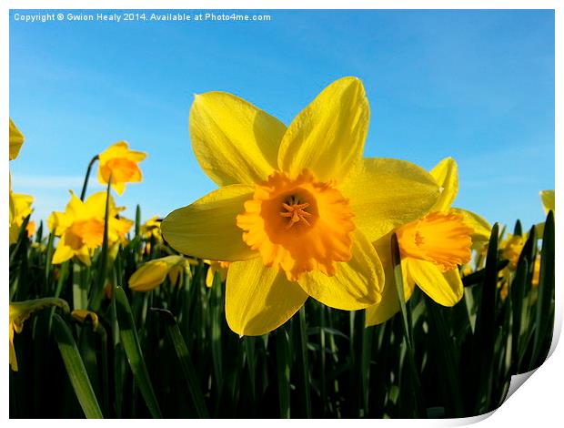 Daffodil Print by Gwion Healy