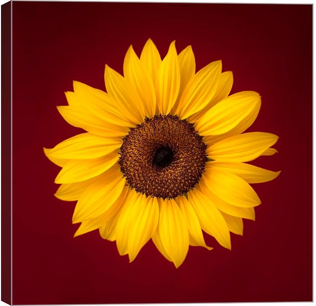 Sunflower on a Red Background Canvas Print by ann stevens