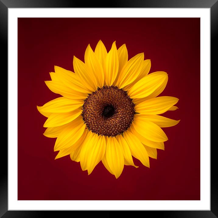 Sunflower on a Red Background Framed Mounted Print by ann stevens