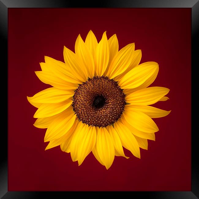 Sunflower on a Red Background Framed Print by ann stevens