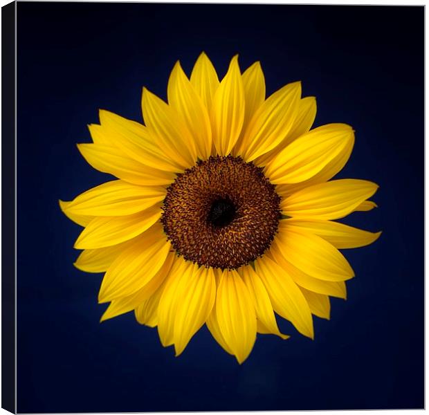 Sunflower on a Blue Background Canvas Print by ann stevens