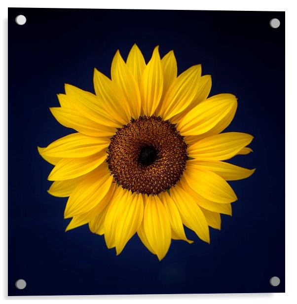 Sunflower on a Blue Background Acrylic by ann stevens