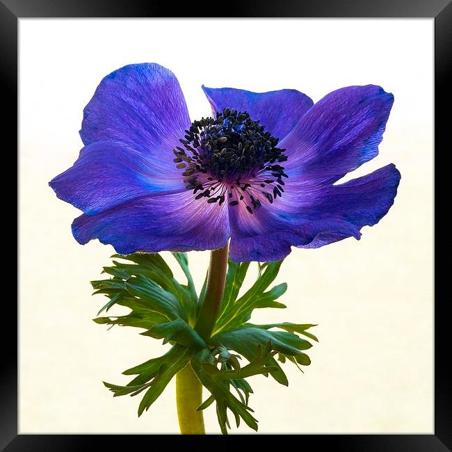Blue Anemone Flower Framed Print by ann stevens
