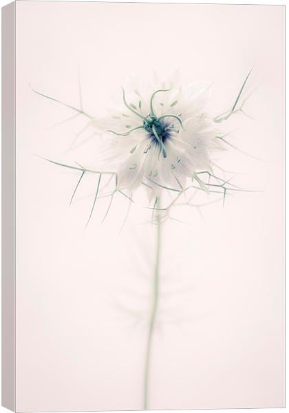 Nigella Damascena Flower Canvas Print by ann stevens