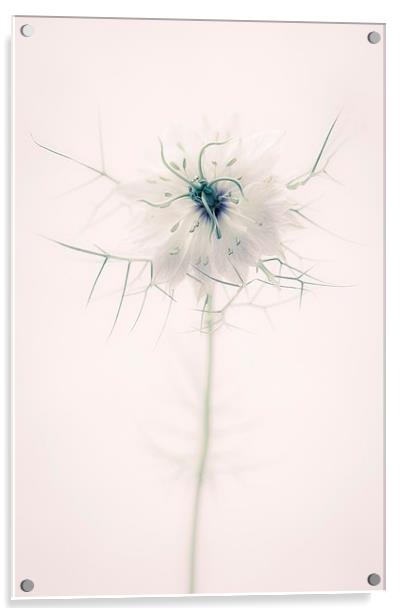 Nigella Damascena Flower Acrylic by ann stevens