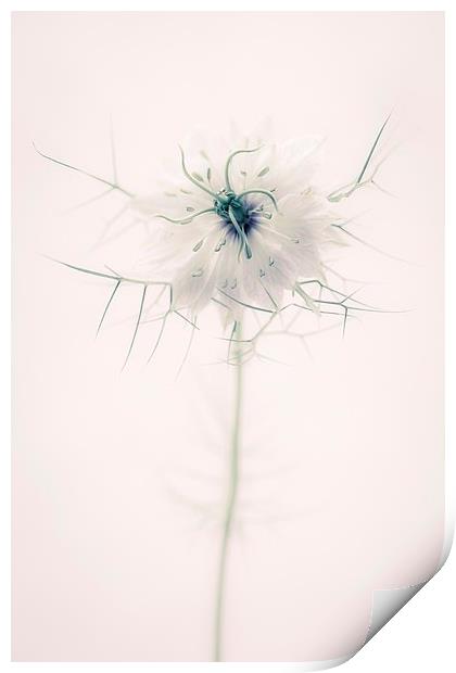 Nigella Damascena Flower Print by ann stevens