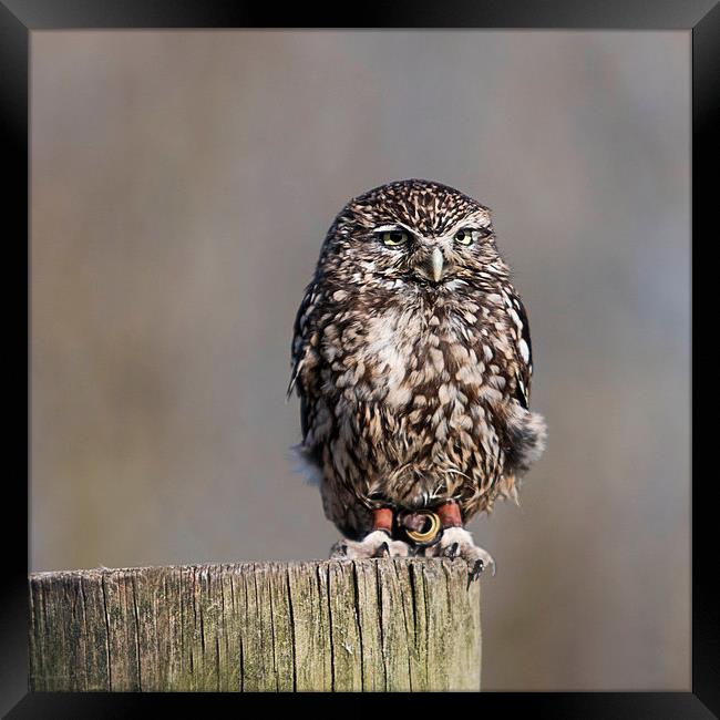 The Burrowing Owl Framed Print by Adam Payne
