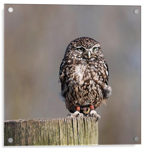 The Burrowing Owl Acrylic by Adam Payne