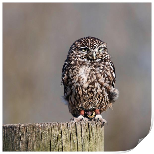 The Burrowing Owl Print by Adam Payne