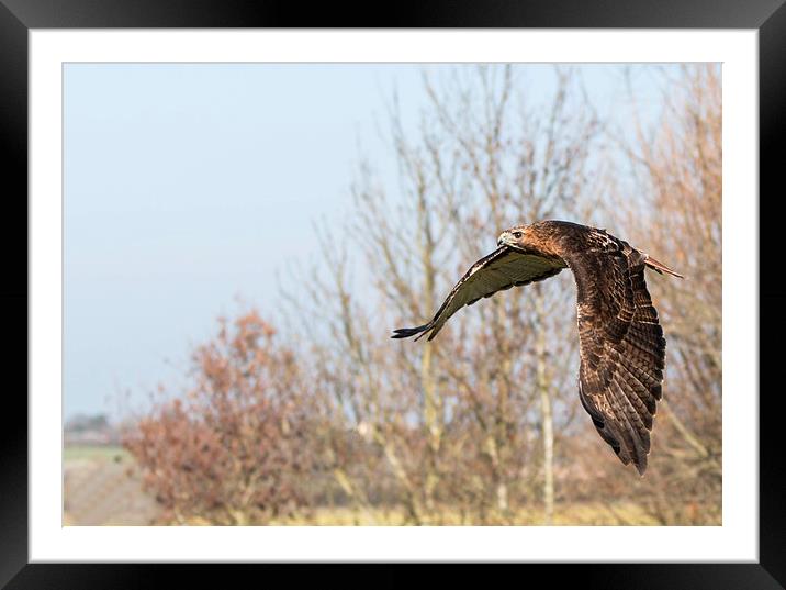 Bird in Flight Framed Mounted Print by Adam Payne