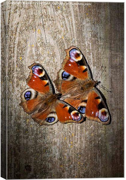 peacock butterflies Canvas Print by paul neville