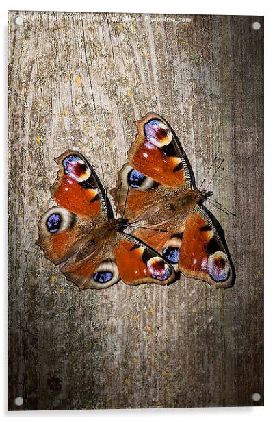 peacock butterflies Acrylic by paul neville