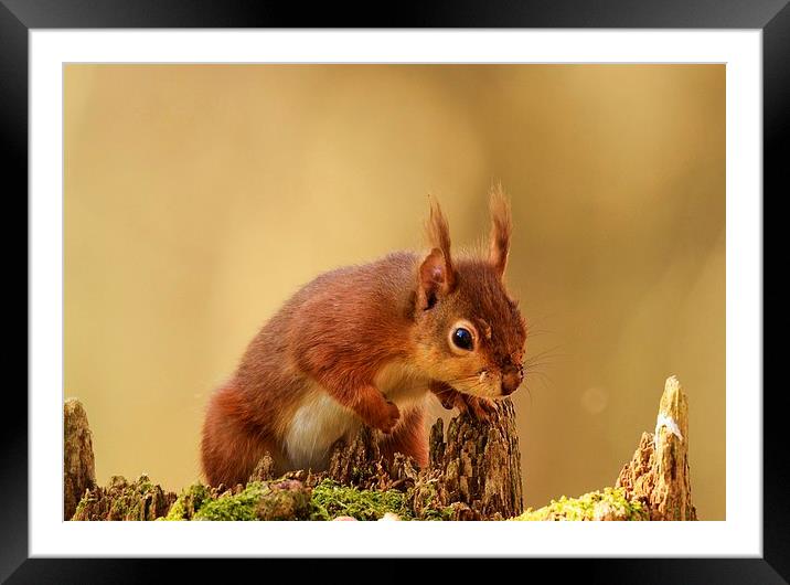 Hungry Red Framed Mounted Print by Alan Sutton