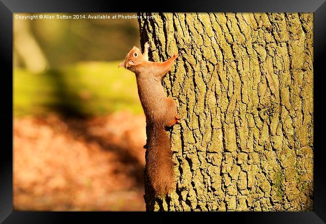 Going up ! Framed Print by Alan Sutton