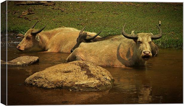 Water Buffalo Canvas Print by Laura Kenny