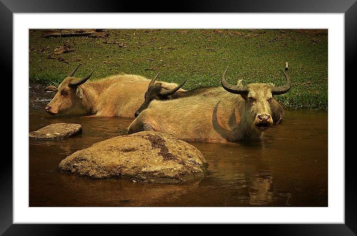 Water Buffalo Framed Mounted Print by Laura Kenny