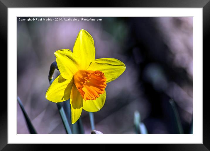 First of the Spring daffodils Framed Mounted Print by Paul Madden