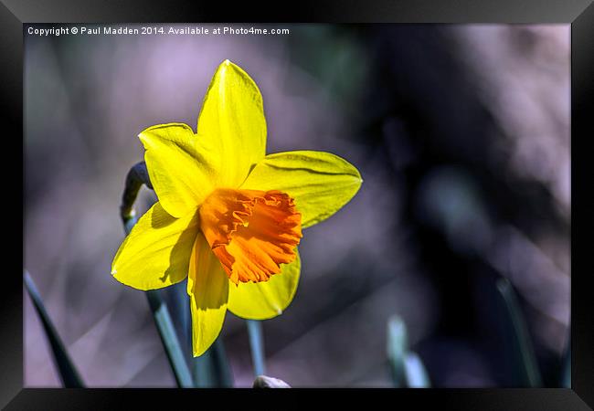 First of the Spring daffodils Framed Print by Paul Madden