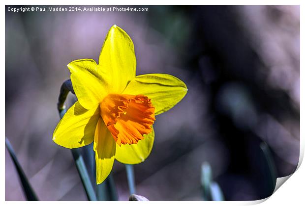 First of the Spring daffodils Print by Paul Madden