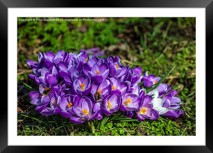 Purple crocus and bees Framed Mounted Print by Paul Madden