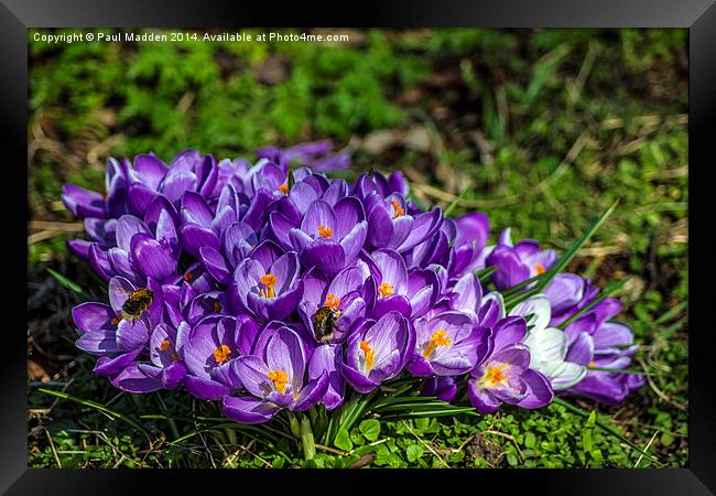 Purple crocus and bees Framed Print by Paul Madden
