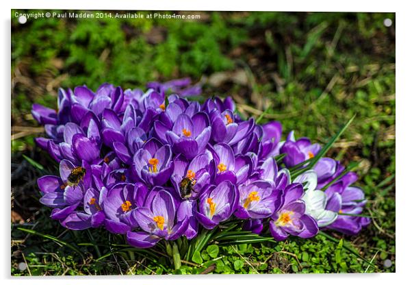 Purple crocus and bees Acrylic by Paul Madden