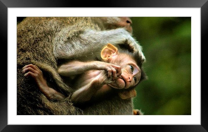Momma knows best Framed Mounted Print by Wendy Gomez