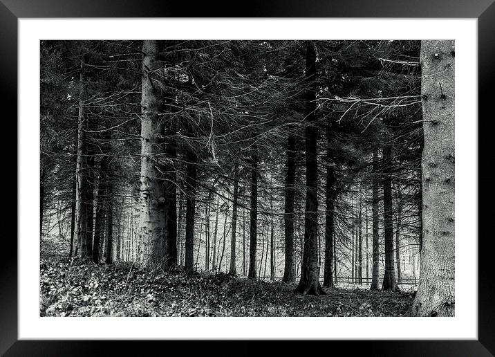 Forest Framed Mounted Print by Gary Finnigan
