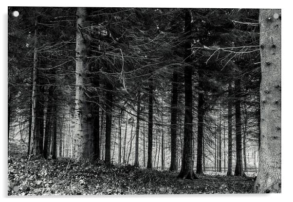 Forest Acrylic by Gary Finnigan