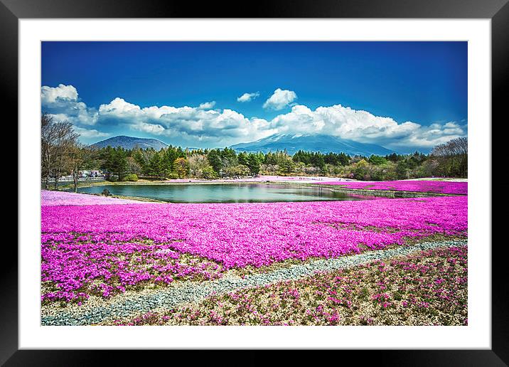 Pink Flowers Blue Sky Framed Mounted Print by Jonah Anderson Photography
