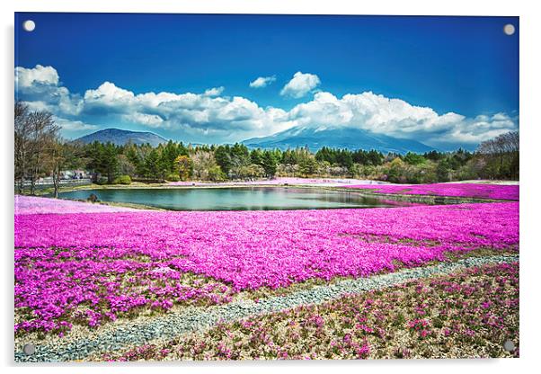 Pink Flowers Blue Sky Acrylic by Jonah Anderson Photography