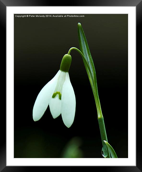 Lonesome snowdrop Framed Mounted Print by Peter Mclardy