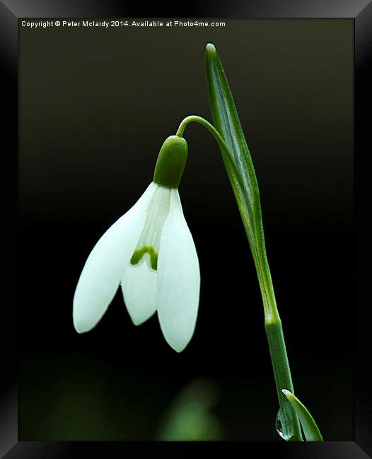 Lonesome snowdrop Framed Print by Peter Mclardy