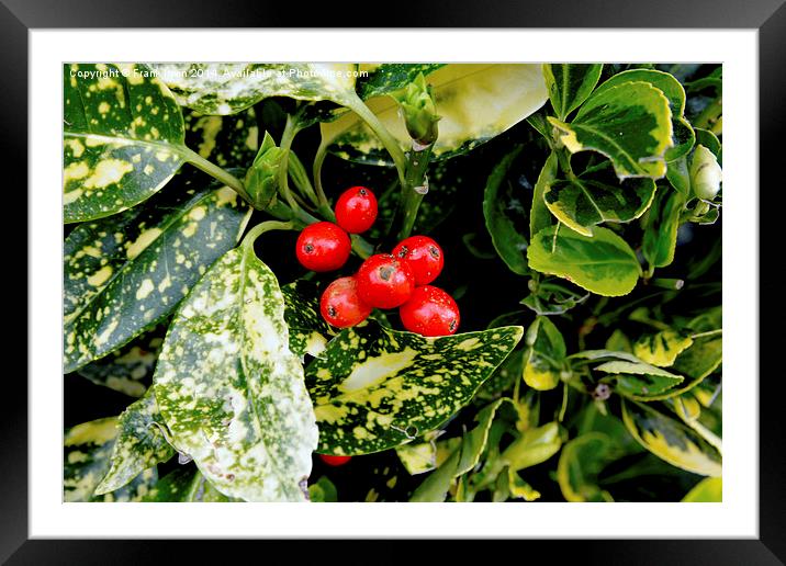 Red berries on a laurel bush in Spring Framed Mounted Print by Frank Irwin