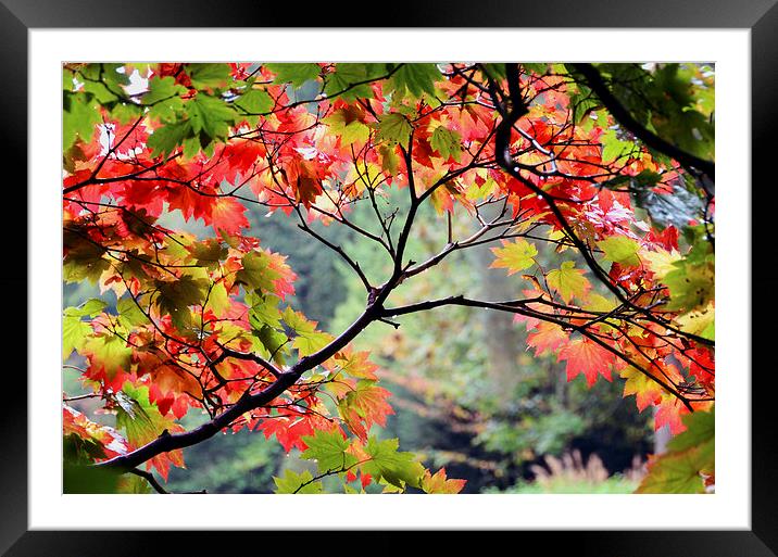 Autumn Japanese Maple Framed Mounted Print by Carolyn Eaton