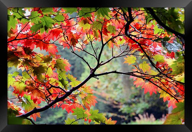 Autumn Japanese Maple Framed Print by Carolyn Eaton
