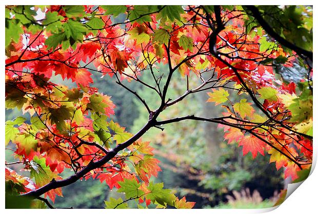 Autumn Japanese Maple Print by Carolyn Eaton