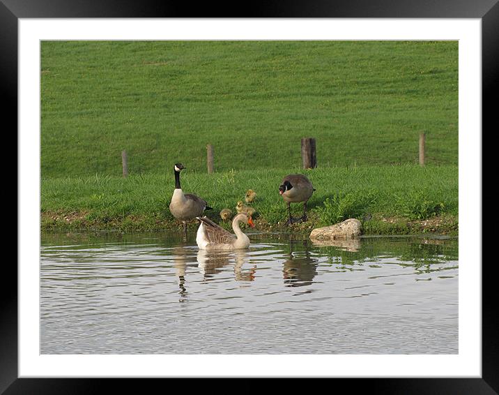 Geese 1734 Framed Mounted Print by Don Brady