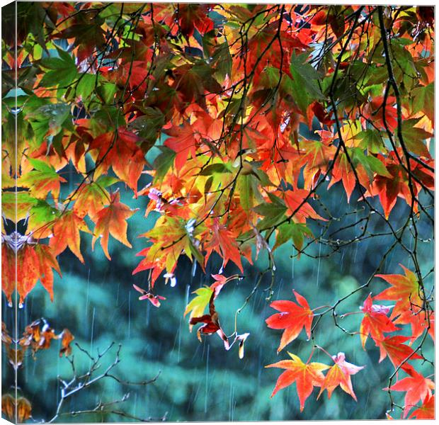 Rainy Autumn Acer at Westonbirt Canvas Print by Carolyn Eaton