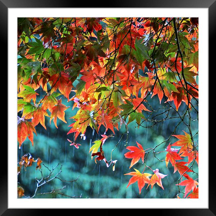 Rainy Autumn Acer at Westonbirt Framed Mounted Print by Carolyn Eaton